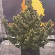Dosidos auto