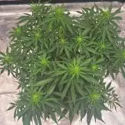 Jack Herer Super Strains