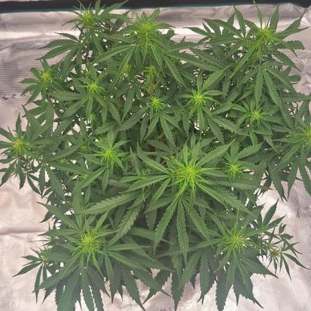 Jack Herer Super Strains