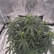 Super Strains Seeds – Dwarf XXL