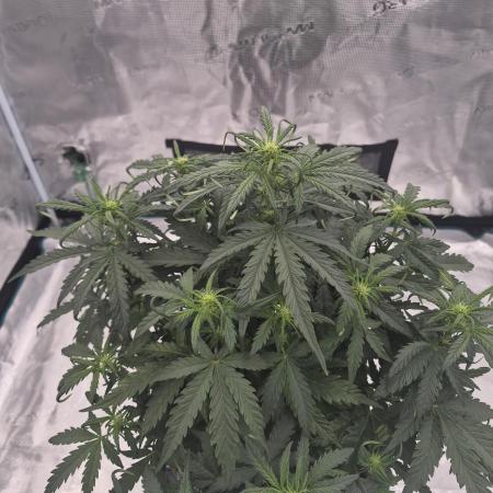 Super Strains Seeds – Dwarf XXL