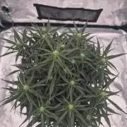 Zamnesia Seeds – Monster Dwarf Auto