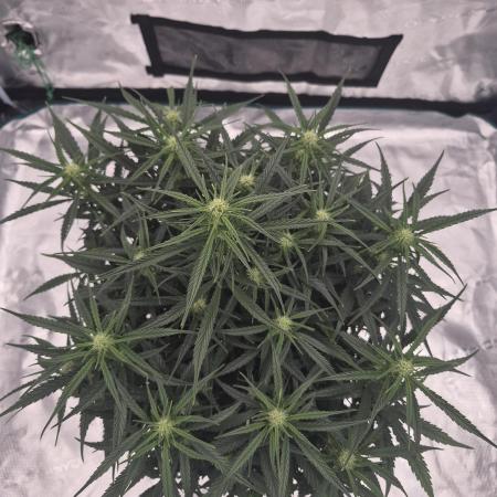 Zamnesia Seeds – Monster Dwarf Auto