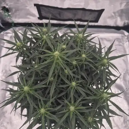 Zamnesia Seeds – Monster Dwarf Auto