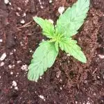 Jack Herer Super Strains