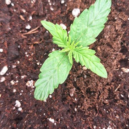 Jack Herer Super Strains