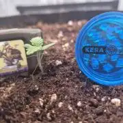 Kera Seeds – Dwarf Autoflower