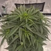 Zamnesia Seeds – Monster Dwarf Auto