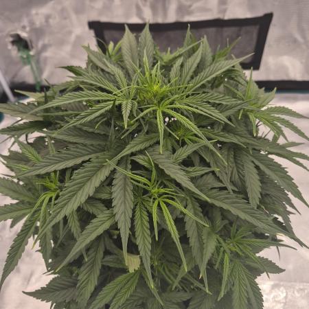 Zamnesia Seeds – Monster Dwarf Auto