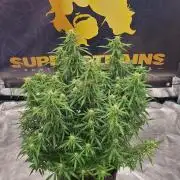 Jack Herer Super Strains