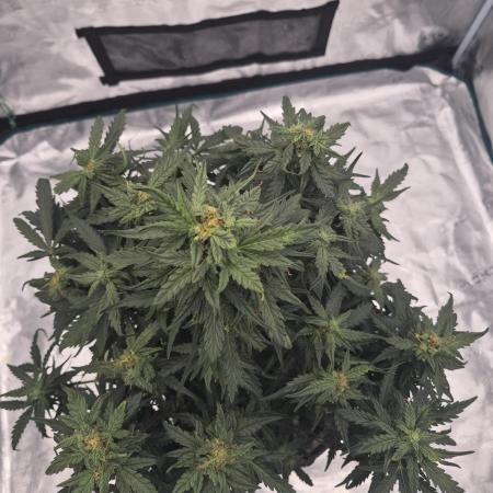 Kera Seeds – Dwarf Autoflower