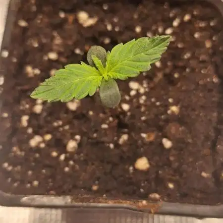 Dosidos auto