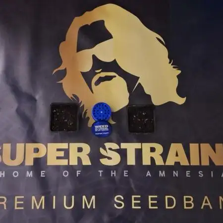 Jack Herer Super Strains