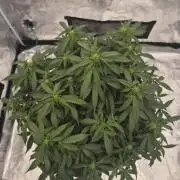 Super Strains Seeds – Dwarf XXL