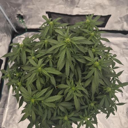 Super Strains Seeds – Dwarf XXL