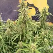 Jack Herer Super Strains