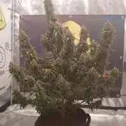 Dosidos auto