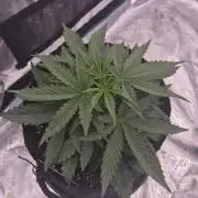 Zamnesia Seeds – Monster Dwarf Auto