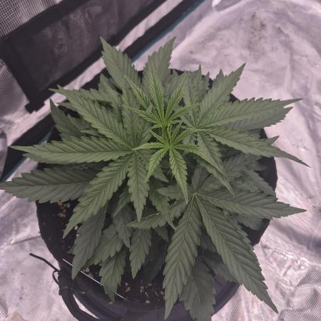 Zamnesia Seeds – Monster Dwarf Auto
