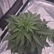 Kera Seeds – Dwarf Autoflower