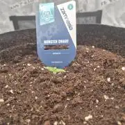 Zamnesia Seeds – Monster Dwarf Auto