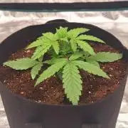 Jack Herer Super Strains