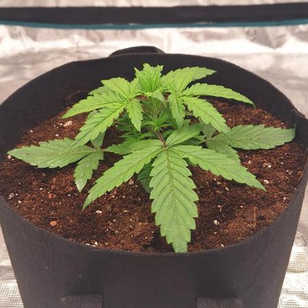 Jack Herer Super Strains