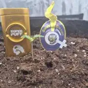 Super Strains Seeds – Dwarf XXL