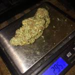RQS Garden of Love