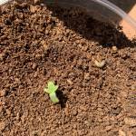 First grow 