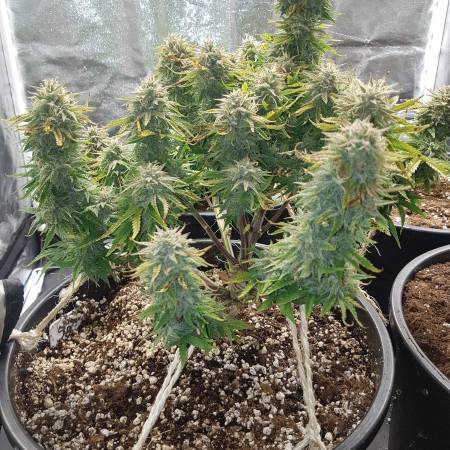 Sticky beast auto LED grow