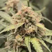 First grow in life Grenn Gealto Auto