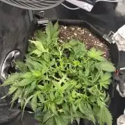 AK-47 Autoflower