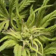 AK-47 Autoflower