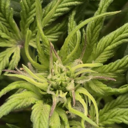AK-47 Autoflower