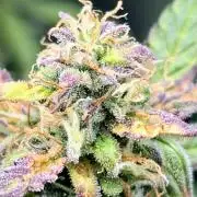 AK-47 Autoflower