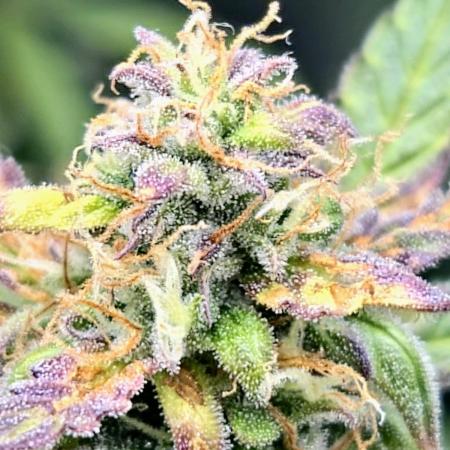 AK-47 Autoflower