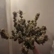 AK-47 Autoflower