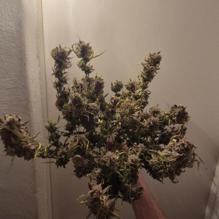 AK-47 Autoflower