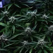 AK-47 Autoflower