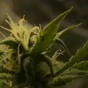 AK-47 Autoflower