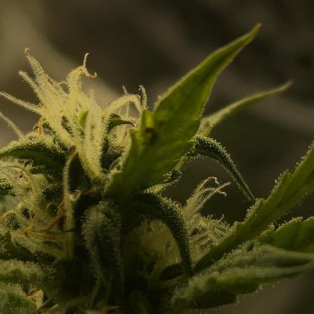 AK-47 Autoflower