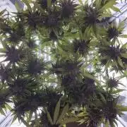 AK-47 Autoflower