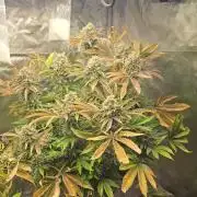 Monster Marker Sweet seeds!