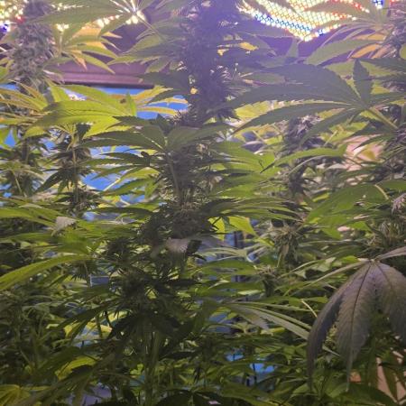 Blue sunset sherbert mother