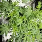 Promo seeds! MENTAL RAINBOW 🌈