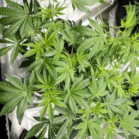 Promo seeds! MENTAL RAINBOW 🌈