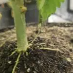 Monster Marker Sweet seeds!