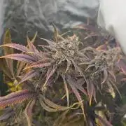 Sweet Mandarine 🍊 F1