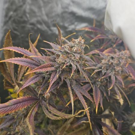 Sweet Mandarine 🍊 F1